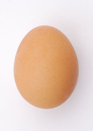 An ordinary chicken egg is the first think to come to mind for most people when they heard the word "egg". Photo by Sun Ladder, extracted from commons.wikimedia.org