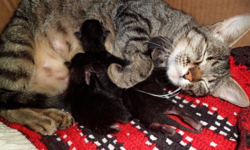 A cat (Nani) with her babies. Photo by Piter Kehoma Boll