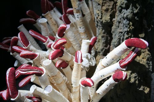 Giant tube worms Riftia pachyptila. Photo extrected from planeterde.de