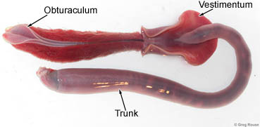 A worm out of its tube. Photo extracted from spineless.ucsd.edu