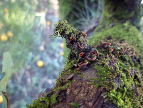 Moss and fungi growing over an orange tree. You can see some (out of focus) oranges in the background.