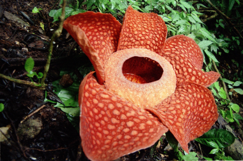 Rafflesia arnoldii. Photo by Henrik Hansson*