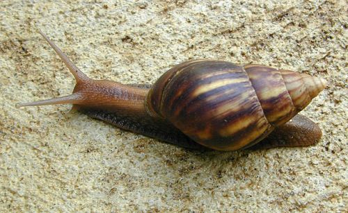 The giant African land snail Achatina fulica. Photo by Eric Guinther. Extracted from commons.wikimedia.org