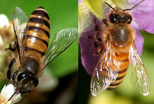 Appis cerana cerana (left) and Apis mellifera ligustica (right). Photos by Wikimedia Commons' User Viriditas* (left) and Charles Lam* (right). Extracted from commons.wikimedia,org