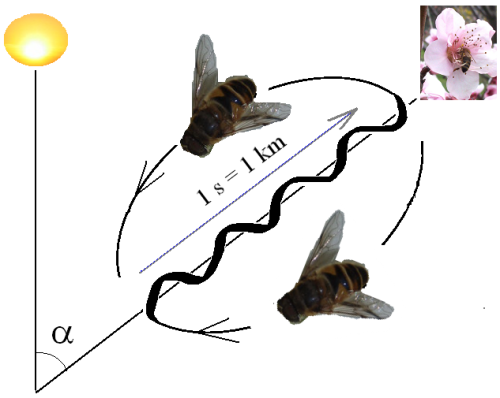 Scheme of the bee waggle dance. Picture by Wikimedia Common’s user Audriusa.*