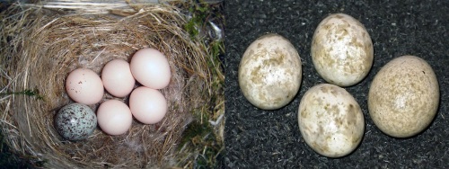 Find the intruder. The similarity between the egg of the parasite and the parasitized can vary greatly. Photos by wikipedia user Galawebdesign (left)* and by Grüner Flip (right).