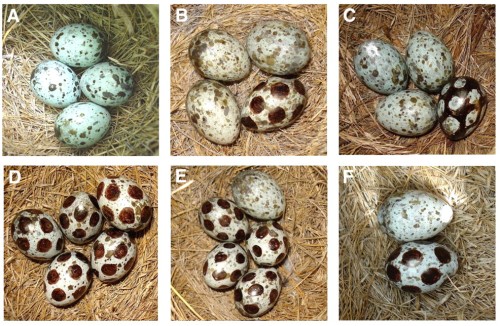 Original eggs of the parasitized species painted to exaggerate color features. Photos by István Zsoldos. Extracted from Moskát et al. 2010.