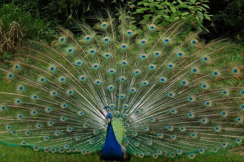 The peacock is one of the most famous examples of how sexual selection can drive the evolution of dioecious species. Photo by Oliver Pohlmann.