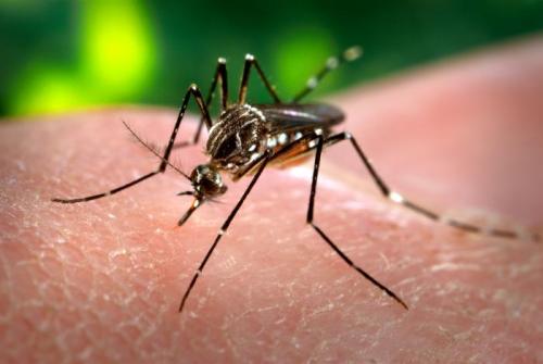 The mosquito Aedes aegypti is currently the main vector of the Zika virus. Photo by James Gathany.