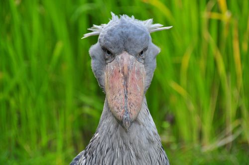 A real bird or a cartoon character? Behold the shoebill! Photo by Olaf Oliviero Riemer.