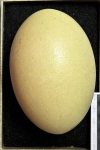 Normal egg of R. pennata, at Museum Wiesbaden (Germany). Photo by Klaus Rassinger/Gerhard Cammerer.