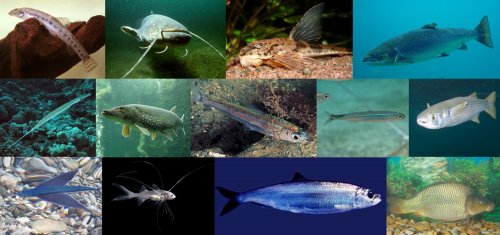 Thirteen species that were part of the order Abdominales: 