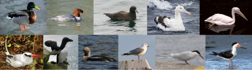 Eleven species listed by Linnaeus under Anseres: 