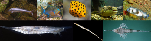 The eight species shown above were all part of the order Branchiostegi (from left to right, top to bottom): 