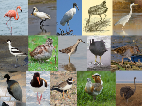 Fifteen species that Linnaeus put in the order Grallae: American flamingo (