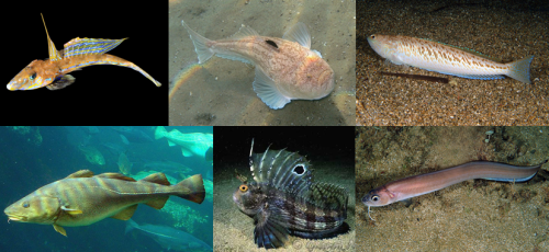 Six species included in the order Jugulares (from left to right, top to bottom): common dragonet (