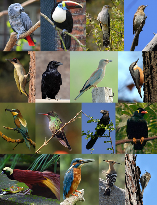 The follwing 16 species were all included in the order Picae: 