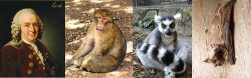 Primates included four genera, Homo, Simia, Lemur and Vespertillio. Pictures by 