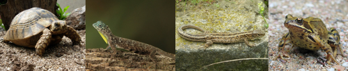 Four species that Linnaeus put under Reptiles: spur-thighed tortoise (