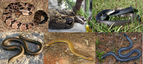 Six species put but Linnaeus under Serpentes: timber rattlesnake (