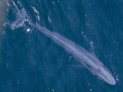 But let's see a blue whale in all of its blueness.