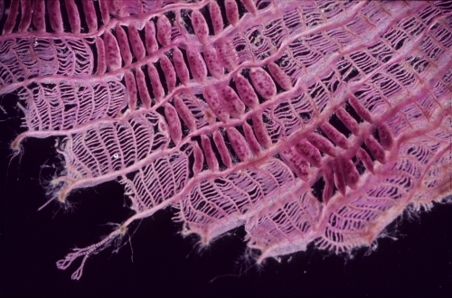 The net of the elegant claudea as seen under the microscope. The small sacs disrupting the net are the tetrasporangia, reproductive structures. Photo by Dr. Robert Ricker, NOAA/NOS/ORR.