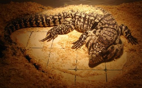 The tegu lizard Salvator merianae is a facultative endotherm.