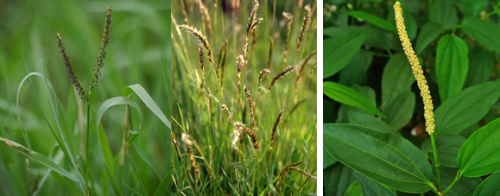The two first species (from left to right) were included in the order Diandria Digynia: knotgrass (Paspalum distichum) and sweet vernal grass (Anthoxanthum odoratum). The last species, the black pepper (Piper nigrum) was in the order Diandria Trigynia. Credits to Wikimedia user Keisotyo (knotgrass), Christian Fischer (vernal grass), H. Zell (pepper).