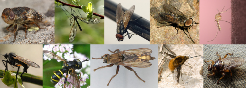 In Diptera, Linnaeus included the sheep botly (Oestrus ovis), garden cranefly (Tipula hortorum), common housefly (Musca domestica), pale giant horse-fly (Tabanus bovinus), common house mosquito (Culex pipiens), northern dance fly (Empis borealis), yellow thick-headed fly (Conops flavipes), hornet robberfly (Asilus crabroniformis), large beefly (Bombylius major), forest fly (Hippobosca equina). Credits to picotverd user from diptera.info (botfly), James K. Lindsey (cranefly, horse-fly, dance fly), Kamran Iftikhar (housefly), David Barillet-Portal (mosquito), Martin Harvey (robberfly), Richard Bartz (beefly), Wikimedia user Janswart (forest fly).