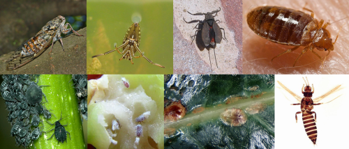 Linnaeus’ Hemiptera included the following species (from left to right, top to bottom): ash cicada (Cicada orni), common backswimmer (Notonecta glauca), common water scorpion (Nepa cinerea), common bedbug (Cimex lectularius), elder aphid (Aphis sambuci), pineapple gall aldegid (Chermes abietis, currently Adelges abietis), brown soft scale (Coccus hesperidum), dandelion thrips (Thrips physapus). Credits to Wikimedia user Hectonichus (cicada), Holger Gröschl (backswimmer), Wikimedia user XenonX3 (water scorpion), James K. Lindsey (aphid), Magne Flåten (aldegid), Whitney Cranshaw (soft scale), thrips.w.interiowo.pl (thrips).