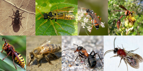 Linnaeus order Neuroptera included (from left to right, top to bottom) the common gall wasp (Cynips quercusfolii), figwort sawfly (Tenthredo scrophulariae), common parasitoid wasp (Ichneumon sarcitorius), South American potter wasp (Sphex argillacea, now Zeta argillaceum), European hornet (Vespa crabro), Western honey bee (Apis mellifera), red wood ant (Formica rufa), European velvet ant (Mutilla europaea). Credits to Wikimedia user Wofl (gall wasp), James K. Lindsey (sawfly, parasitoid wasp), Sean McCann (potter wasp), Wikipedia user Flugwapsch62 (hornet), Böhringer Friedrich (bee), Adam Opio¬ła (ant), Valter Jacinto (velvet ant).