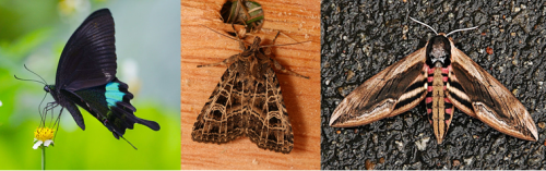 Among the species put by Linnaeus under Lepidoptera, there were (from left to right, top to bottom): paris peacock (Papilio paris), gothic moth (Phalaena typical, now Naenia typical), privet hawk moth (Sphinx ligustri). Creditos to Wikimedia user Peellden (paris peacock), Danny Chapman (gothic moth), Wikimedia user Jdiemer (hawk moth).