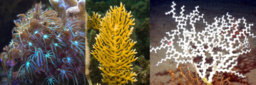 Three species listed by Linnaeus under Lithophyta (from left to right): organ pipe coral (Tubipora musica), sea ginger (Millepora alcicornis), zigzag coral (Madrepora oculata). Credits to Aaron Gustafson (pipe coral), Nick Hobgood (sea ginger), NOAA, U.S.’ National Oceanic and Atmospheric Administration (zigzag coral).
