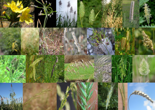 Among the species making up the order Triandria Digynia were (from left to right, top to bottom): Indian bobartia (Bobartia indica), common hooded grass (Cornucopiae cucullatum), sugar cane (Saccharum officinarum), common canarygrass (Phalaris cannariensis), switchgrass (Panicum virgatum), timothy-grass (Phleum pretense), meadow foxtail (Alopecurus pratensis), wood millet (Milium effusum), common bent (Agrostis capillaris), silver hairgrass (Aira caryophyllea), hairy melic (Melica ciliata), Alpine meadowgrass (Poa alpina), big quaking grass (Briza maxima), sea oat (Uniola paniculata), cock’s foot (Dactylis glomerata), crested dog’s-tail (Cynosurus cristatus), red fescue (Festuca rubra), rye brome (Bromus secalinus), European feather grass (Stipa pennata), common oat (Avena sativa), hare’s tail (Lagurus ovatus), giant cane (Arundo donax), six-weeks three-awn grass (Aristida adscensionis), perennial ryegrass (Lolium perenne), Canada wild rye (Elymus canadensis), rye (Secale cereale), barley (Hordeum vulgare), common wheat (Triticum aestivum). Credits to Andrew Massyn (bobartia), Ori Fragman-Sapir (hooded grass), Bruno Navez (sugar cane), biopix.com (canarygrass), Kelly O’Donnell (switchgrass), Wikimedia user Rasbak (timothy-grass, foxtail, crested dog’s-tail, ryegrass, rye, barley), Gustav Svensson (millet), James K. Lindsey (bent), Wikimedia user Xemenendura (melic), Jerzy Opiła (meadowgrass), H. Zell (quaking grass, oat), Hans Hillewaert (sea oat), flickr user foxypar4 (cock’s foot), Kristian Peters (fescue), Kurt Stüber (rye brome, hare’s tail), Wikimedia user Prazak (feather grass), Peter Forster (giant cane), Marco Schmidt (three-awn grass), Matt Lavin (wild rye), Petr Filippov (wheat).