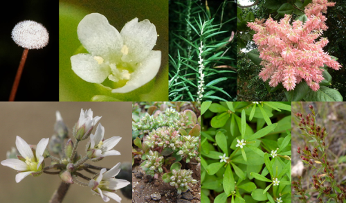 These 8 species were in the order Triandria Trigynia (from left to right, top to bottom): ten-angled pipewort (Eriocaulon decangulare), water blink (Montia fontana), marsh mermaidweed (Proserpinaca palustris), ant tree (Triplaris americana), jagged chickweed (Holosteum umbellatum), four-leaved allseed (Polycarpon tetraphyllum), green carpetweed (Mollugo verticillata), thymeleaf pinweed (Lechea minor). Credits to James K. Lindsey (blink), Wikimedia user JMK (ant tree), Forest & Kim Starr (allseed), Wikimedia user Eric in SF (carpetweed), John Hility (pinweed).