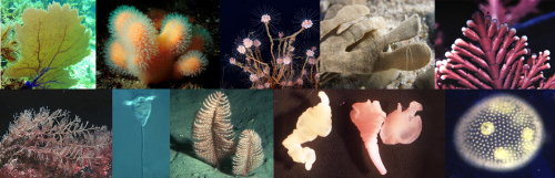 Some species in Linnaeus’ order Zoophyta were (from left to right, top to bottom): the Venus sea fan (Gorgonia flabellum), the dead man’s fingers (Alcyonium digitatum), the oaten pipe hydroid (Tubullaria indivisa), the leafy bryozoan (Eschara foliacea, now Flustra foliacea), the coral weed (Corallina officinalis), the squirrel’s tail (Sertularia argentea), the grooved vorticella (Hydra convallaria, now Vorticella convallaria), the phosphorescent sea pen (Pennatula phosphorea), the pork tapeworm (Taenia solium), and the globe volvox (Volvox globator). Credits to Greg Grimes (sea fan), Bengt Littorin (dead man’s fingers), Bernard Picton (pipe hydroid, sea pen), biopix.com (bryozoan), Lovell and Libby Langstroth (coral weed), National Museums Northern Ireland (squirrel’s tail), D. J. Patterson (vorticella and volvox), Pulich Health Image Library (tapeworm). 
