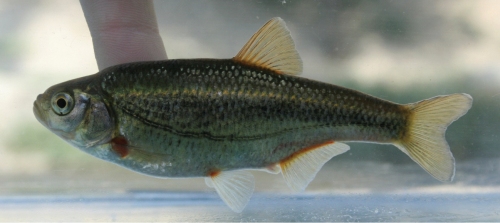 Alburnoides damghani sp. nov. Roudbar et al., 2016, a new fish from Iran.
