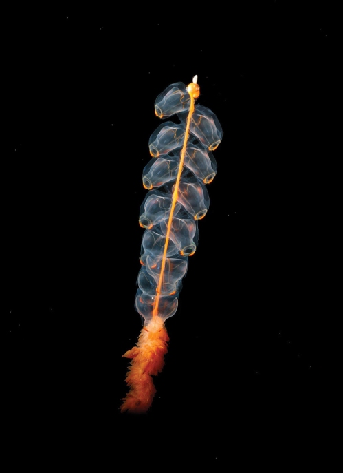 A magic rattle form the deep sea. Photo by Kevin Raskoff