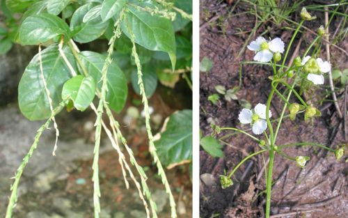 The guinea henweed (Petiveria alliacea, left) was the single species in the order Hexandria Tetragynia, and the common water-plantain (Alisma plantago-aquatica, right) was one of the few species in the order Hexandria Polygynia, Credits to Wikimedia users Toluaye (guinea henweed) and Bff (water-plantain).