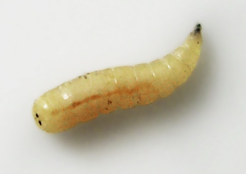 A housefly larva. Photo by Pavel Krok.*