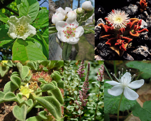 The order Icosandria Pentagynia included (from left to right, top to bottom) the medlar (Mespilus germanica), common pear tree (Pyrus communis), common iceplant (Mesembryanthemum crystallinum), Canary Island immortal (Aizoon canariense), common meadowsweet (Spiraea tomentosa), and dewdrop (Dalibarda repens). Credits to H. Zell (medlar), Hans Bernhard (iceplant), Gabrielle Kothe-Heinrich (immortal), Steven G. Johnson (meadowsweet), and Wikimedia user Jomegat (dewdrop).
