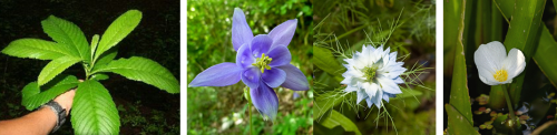 The common hornvine (Tetracera volubilis, left) was the only species in the order Polyandria Tetragynia; the common granny’s bonnet (Aquilegia vulgaris, center-left) and the love-in-a-mist (Nigella damascena, center-right) were in the order Polyandria Pentagynia; and the water soldier (Stratiotes aloides, right) was the only species in the order Polyandria Hexagynia. Credits to Daniel H. Janzen (hornvine), Isidre Blanc (granny’s bonnet), Christian Fischer (water soldier).