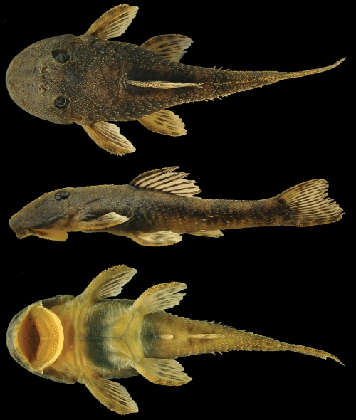 Microplecostomus forestii Silva, Roxo, Orrego & Oliveira, a new catfish from Brazil.
