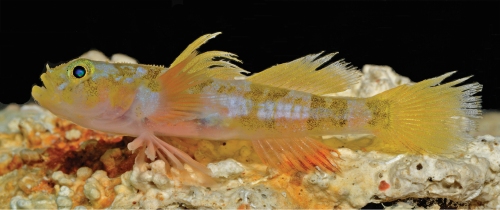 Varicus lacerta Tornabene et al. is a new goby species described this week.