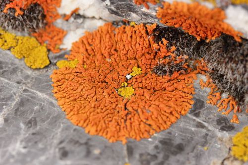 An elegant sunburst lichen growing on a rock in the Alps. Photo by flickr user Björn S...*