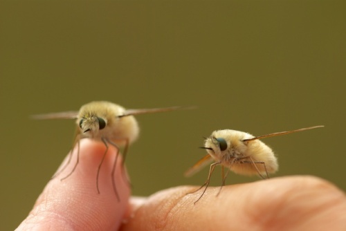 The cute bee fly is indeed very cute. Photo extracted from modernhorse.tumblr.com