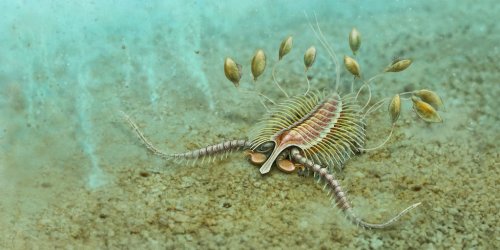 Artistic impression of Aquilonifer spinosus by Andrey Atuchin.