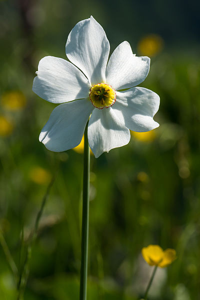 Narcissus poeticus, the poetic narcissus. Photo by Uoaei1, Wikimedia user.****