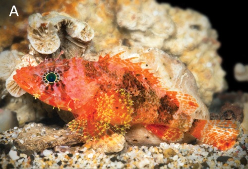 Scorpaenodes barrybrowny Pitassy & Baldwin is a new scorpionfish described in the last 11 days.