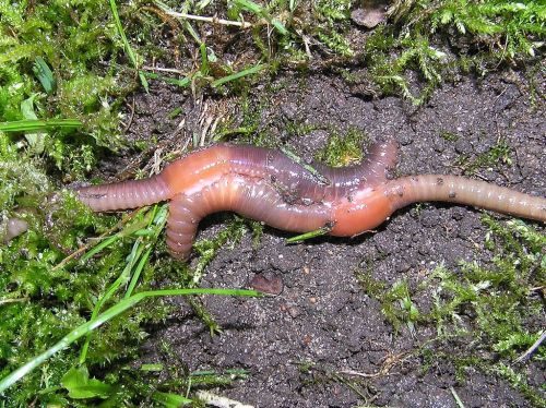 Eartworms use the 69 position to exchange sperm. Photo by Beentree, Wikimedia user.*